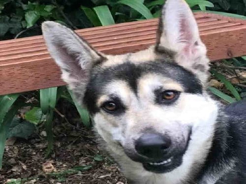 Photo of Mahea, adoptable senior German Shepherd Dog in Alameda, California