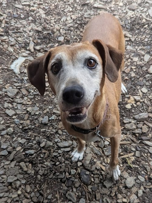 Photo of Amelia, adoptable senior Unknown breed (short coat) in McCormick, South Carolina