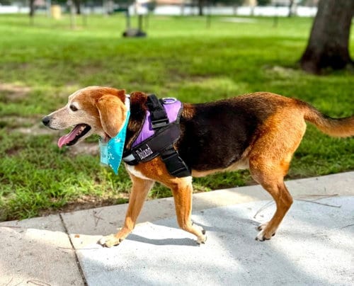 Photo of Roland, adoptable senior Beagle in Tampa, Florida