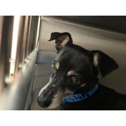 Photo of spencer, adoptable senior Terrier (Unknown Type, Medium) in Baton Rouge, Louisiana