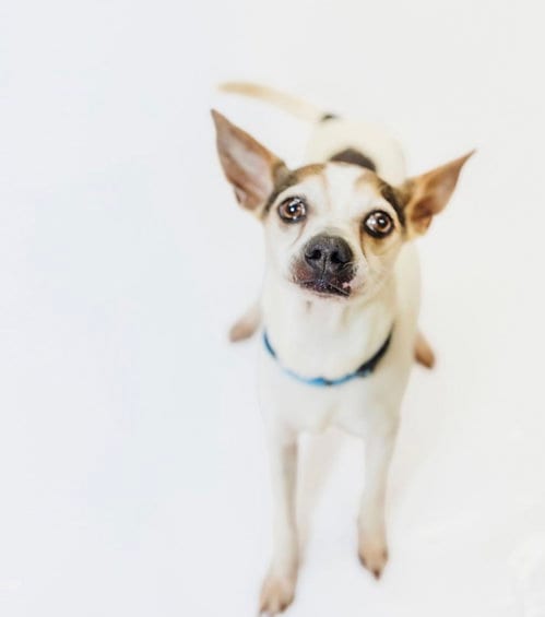 Photo of Buddy, adoptable senior Chihuahua in York, South Carolina