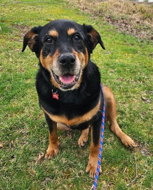 Photo of Nala, adoptable senior Rottweiler in Dellslow, West Virginia