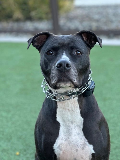 Photo of Tucker #9, adoptable senior American Pit Bull Terrier in Chandler, Arizona