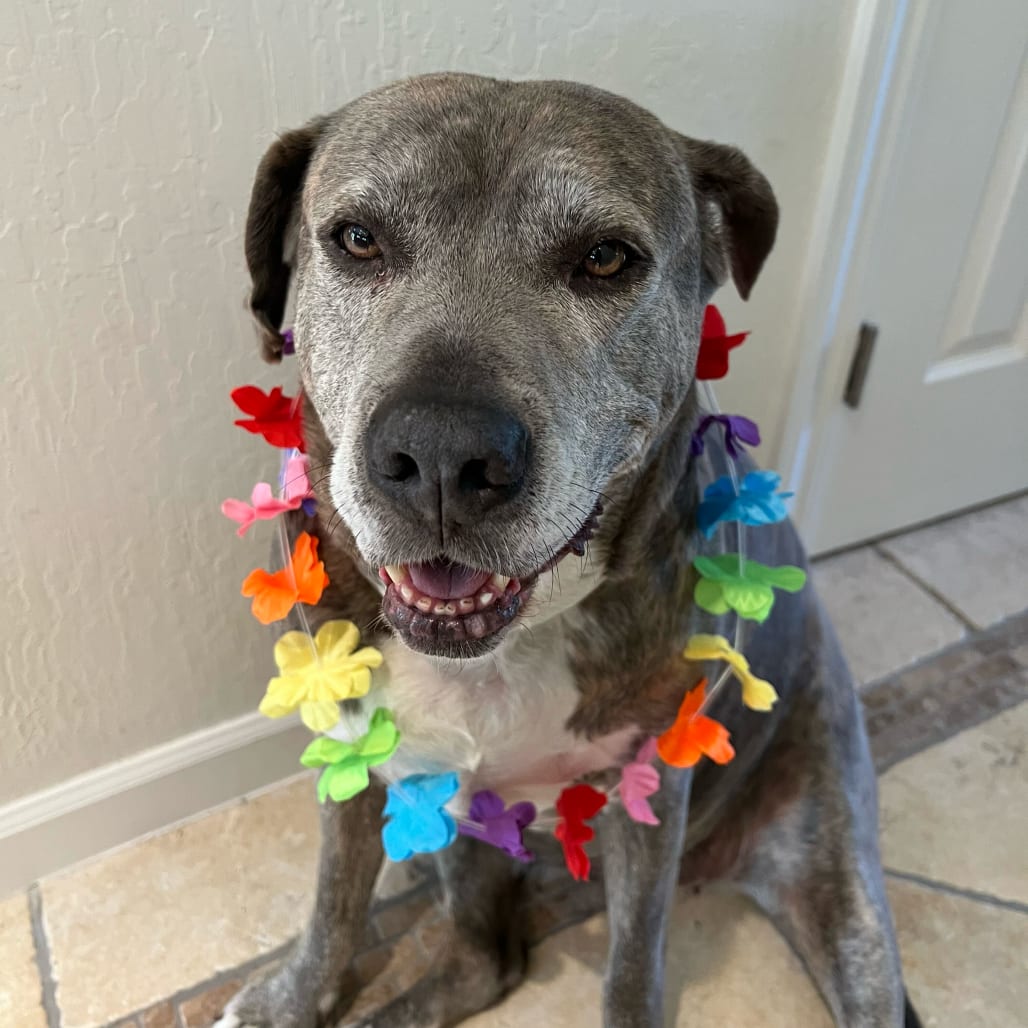 Photo of Tiger Lily, adoptable senior Mixed Breed (Large) in San Francisco, California