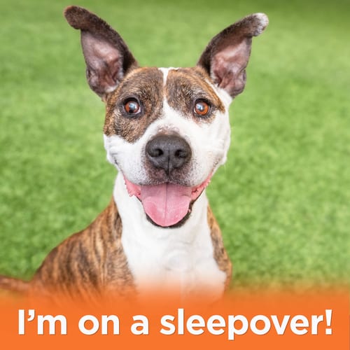 Photo of Ziggy the Senior, adoptable senior Pit Bull Terrier in Burlingame, California