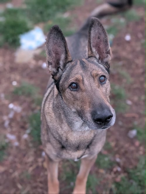 Zaxby, adoptable senior Belgian Shepherd Malinois in Sandy, UT