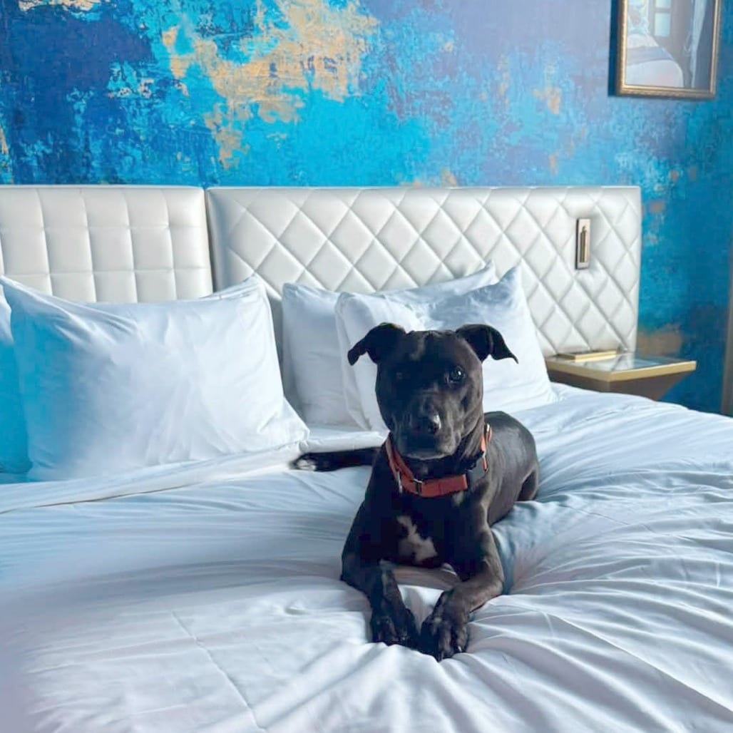 Photo of Howdy Doody, adoptable senior Mixed Breed (Large) in St. Louis, Missouri