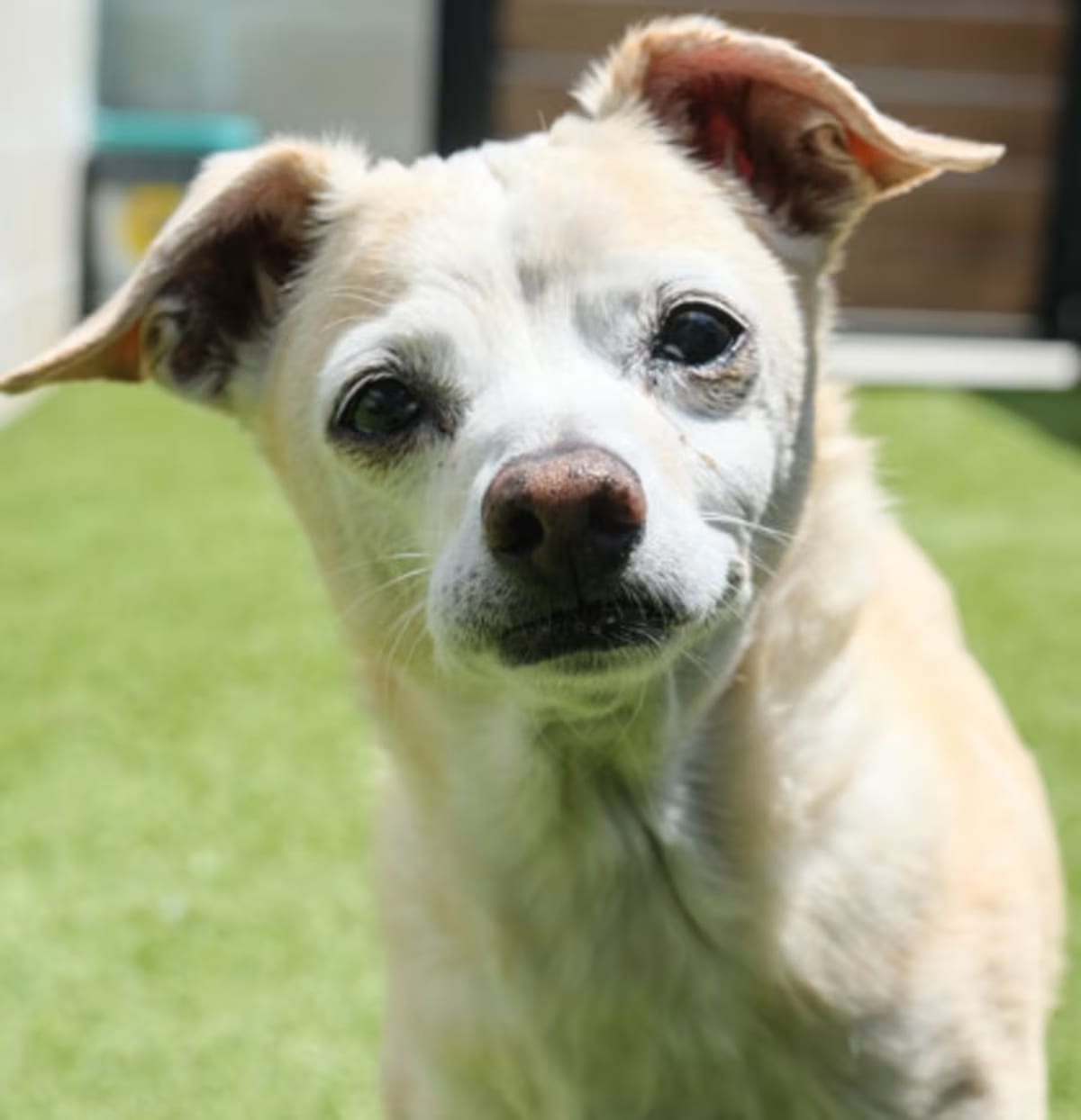 Photo of Taki, adoptable senior Chihuahua in Newport Beach, California