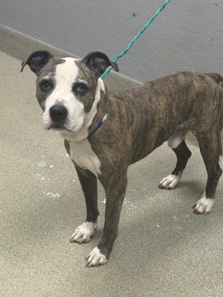 Photo of Birch, adoptable senior Pit Bull Terrier in Las Vegas, Nevada