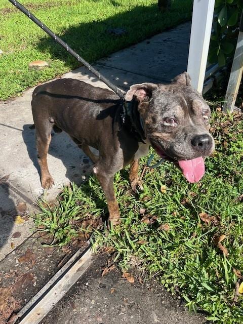 Photo of Bobby, adoptable senior American Bulldog in Miami, Florida