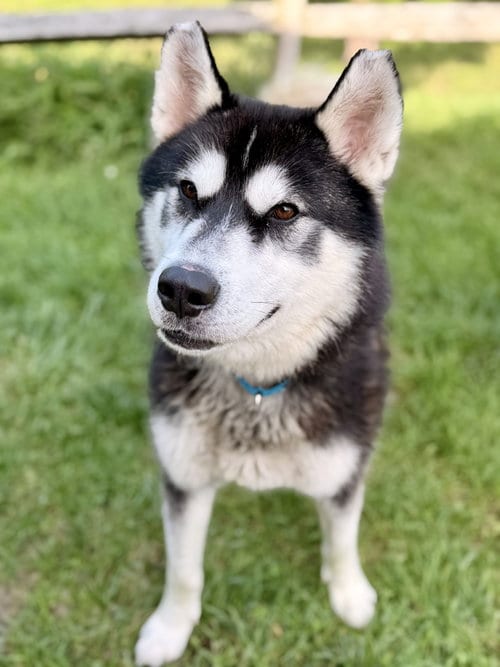 Photo of Maverick, adoptable senior Siberian Husky in Manahawkin, New Jersey