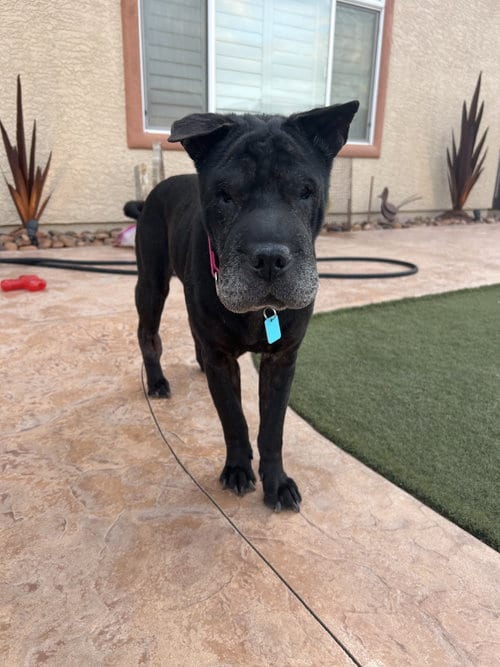 Molly, adoptable senior Chinese Shar-Pei in Tucson, AZ