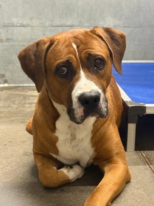 Photo of Duke, adoptable senior Terrier, Pit Bull/Boxer in Raeford, North Carolina