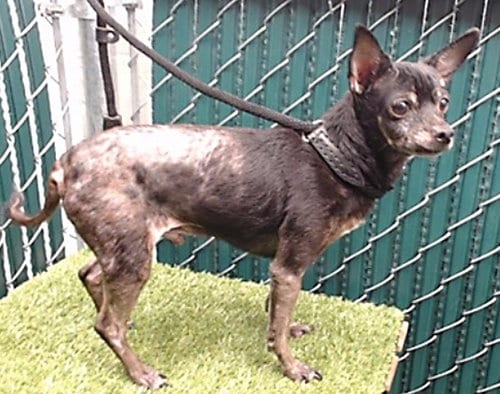 Photo of Pike, adoptable senior Chihuahua in Downey, California