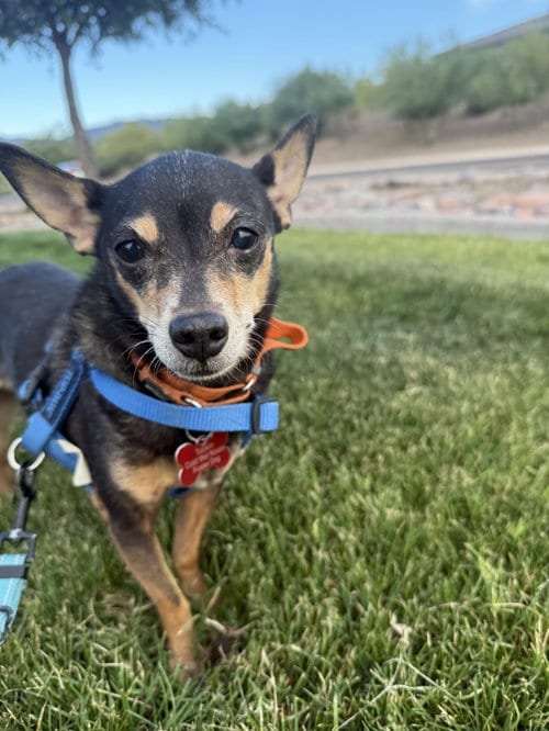 Photo of Lupita, adoptable senior Chihuahua in Tucson, Arizona