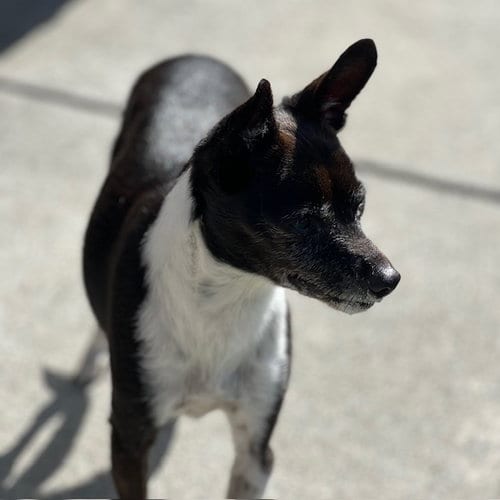Photo of Pinky, adoptable senior Chihuahua in Burlingame, California