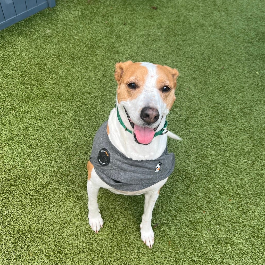 Photo of Daisy Remi, adoptable senior Hound / Mixed Breed (Large) in Greensboro, North Carolina