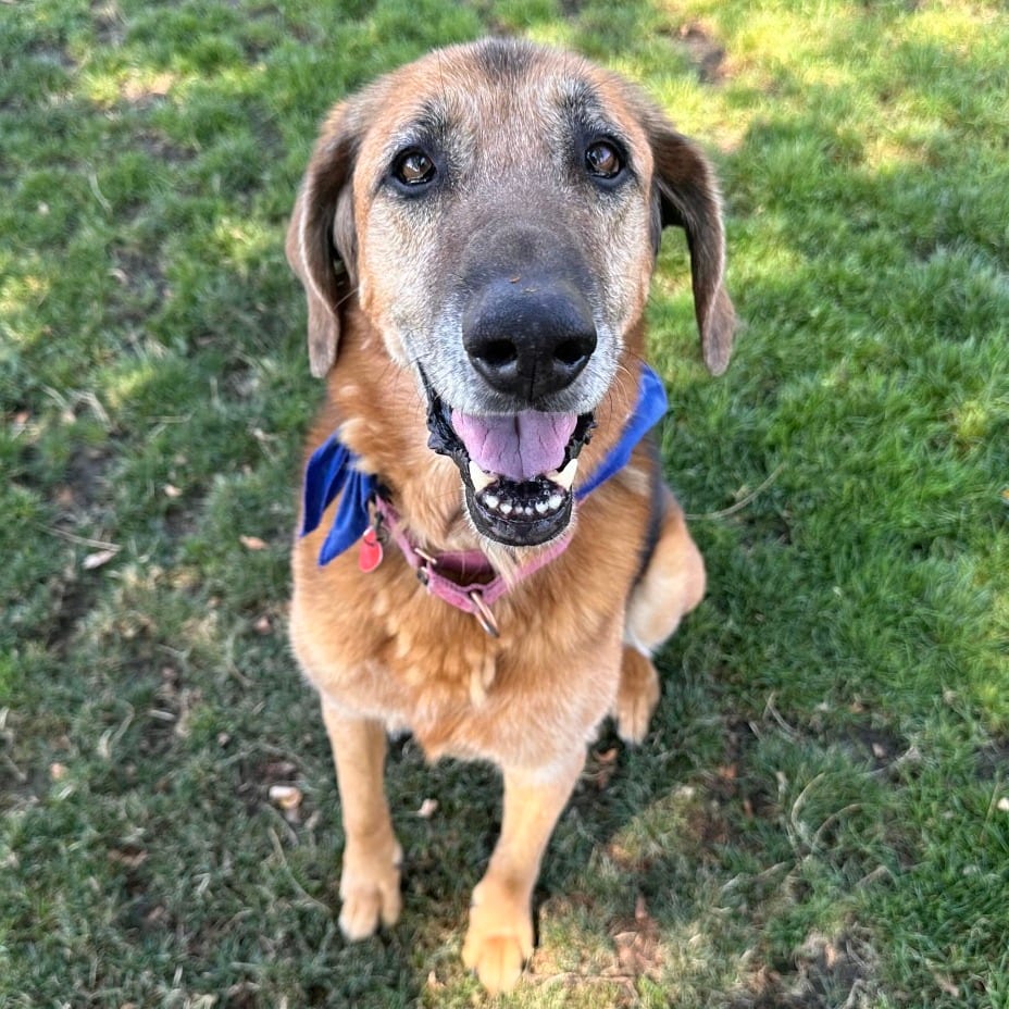 Photo of Greta, adoptable senior Mixed Breed (Large) in Medford, Oregon