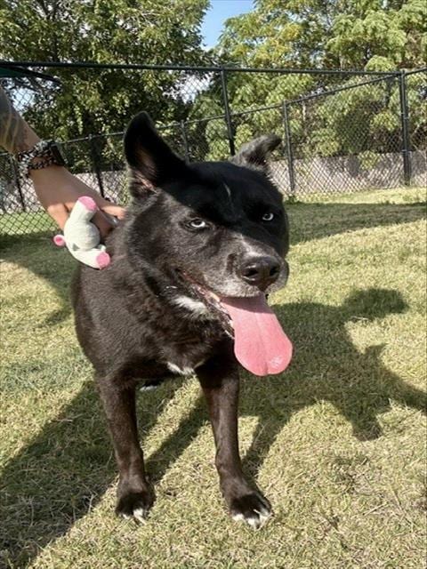 Photo of Skye, adoptable senior Husky in Temple, Texas