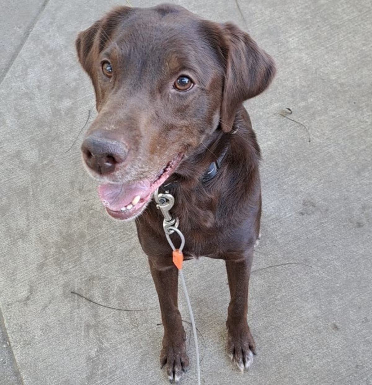 Photo of Copper, adoptable senior Labrador Retriever Brittany in St. Paul, Minnesota