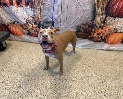 Photo of Tammy, adoptable senior Terrier in Miami, Florida