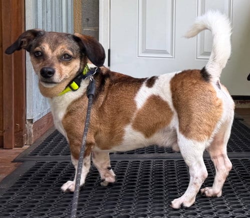 Photo of Gutherie, adoptable senior Beagle in Ellijay, Georgia