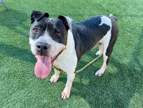 Photo of Maisie, adoptable senior Pit Bull Terrier in Los Angeles, California