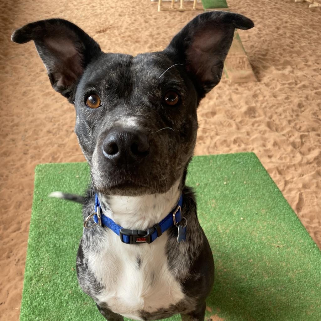 Photo of Lennon, adoptable senior Catahoula Leopard Dog / Terrier, Pit Bull in Kanab, Utah