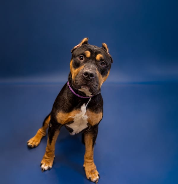Photo of Banjo, adoptable senior Cane Corso mixed Mastiff in Lawrenceville, Georgia