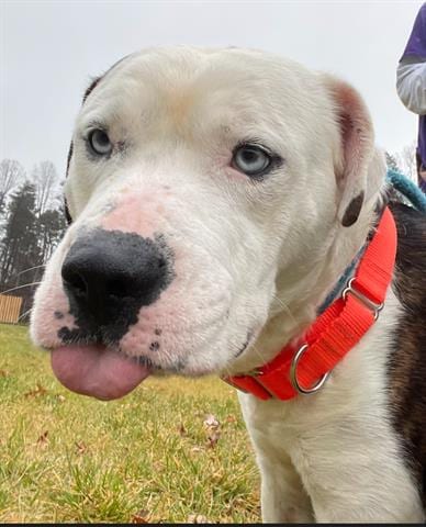 DUKE, adoptable senior Pit Bull Terrier in Greensbo, NC