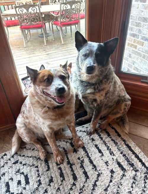 Photo of Waylon and Cash, adoptable senior Australian Cattle Dog/Blue Heeler in Wheaton, Illinois