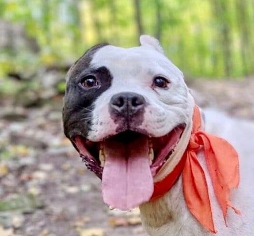 Buddy 2, adoptable senior Pit Bull Terrier in Lockport, NY