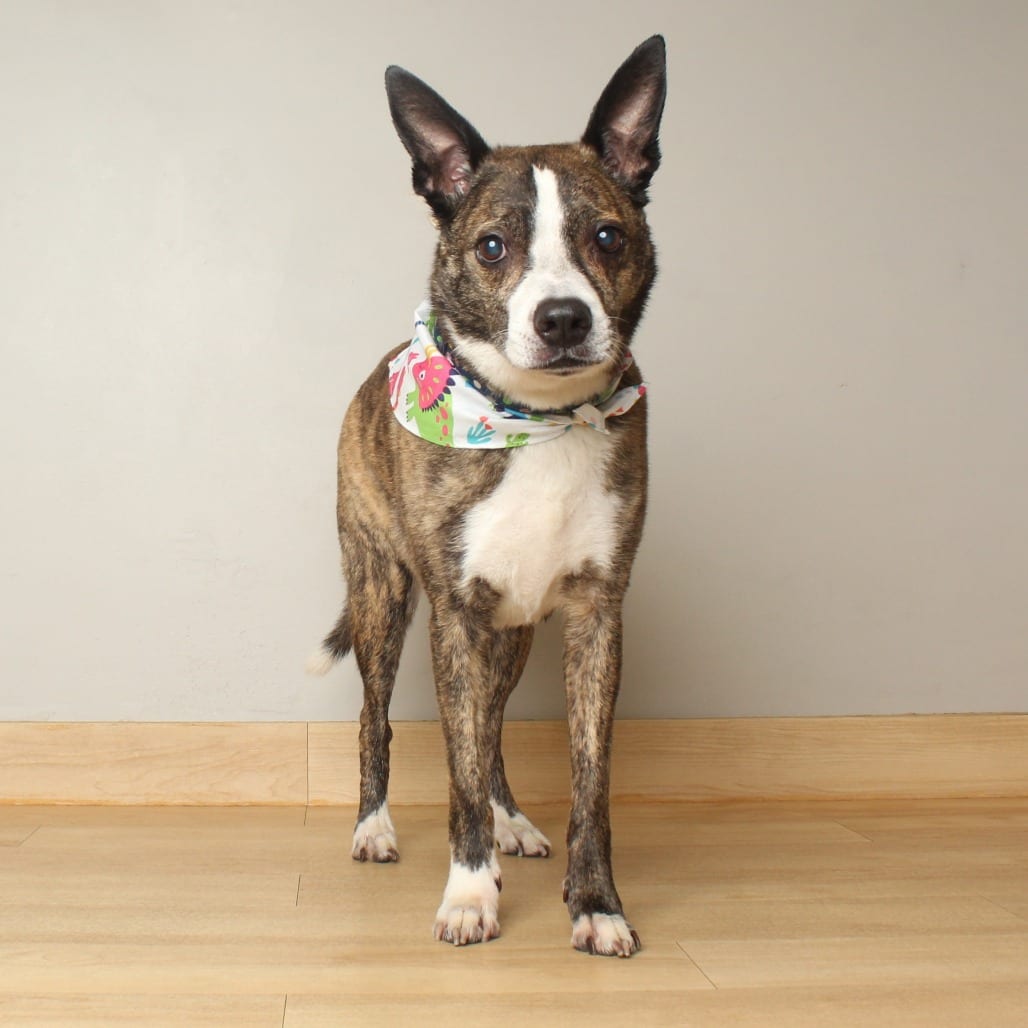 Photo of Tucker D70124, adoptable senior Collie, Border / Terrier, American Staffordshire in Minnesota, Minnesota