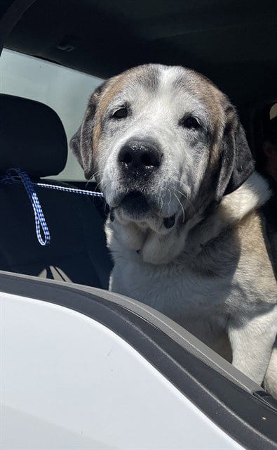 Photo of Barnaby, adoptable senior Saint Bernard in Jackson, California