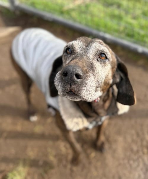 Photo of Sadie, adoptable senior Coonhound in Yreka, California