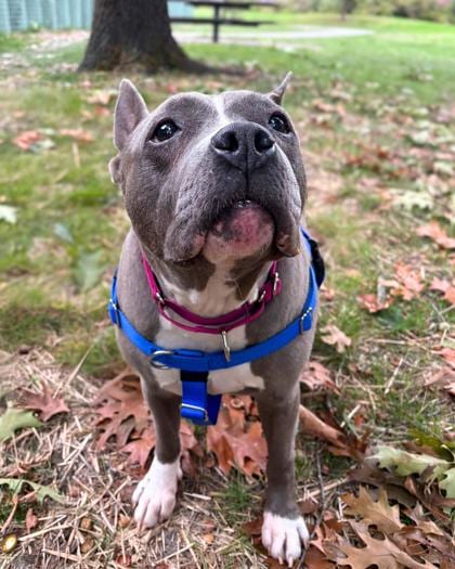 Photo of Petunia, adoptable senior dog in Auburn, Washington