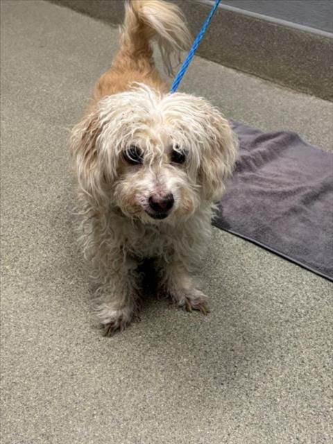 Photo of Tyson, adoptable senior Maltese in Las Vegas, Nevada
