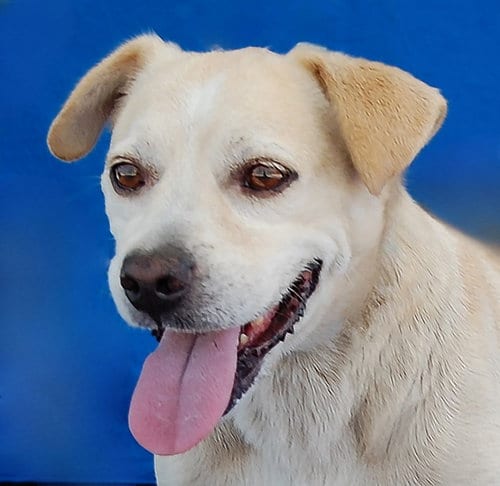 Photo of Payaso, adoptable senior Terrier in Pasadena, California