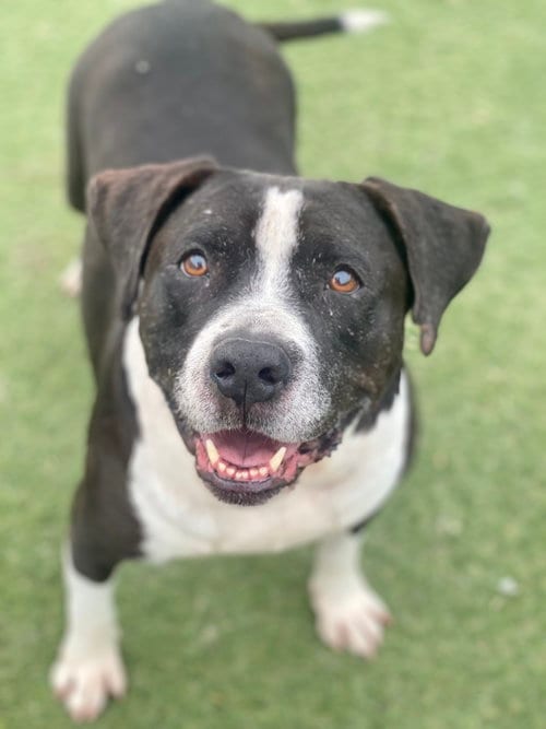 Daisy, adoptable senior Pit Bull Terrier in Newport Beach, CA