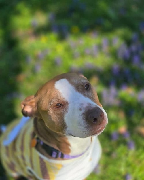 Photo of Maggie, adoptable senior Pit Bull Terrier in Cincinnati, Ohio