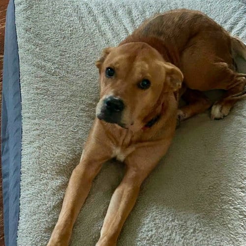 Photo of Mysti, adoptable senior Hound in New Oxford, Pennsylvania