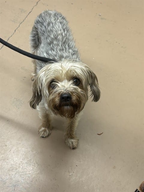 Photo of Chloe, adoptable senior Yorkshire Terrier in Chicago, Illinois
