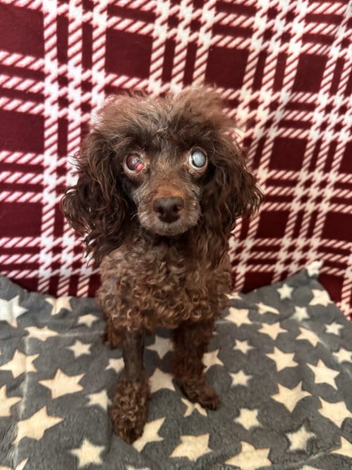 Photo of Sasha Jul 26, adoptable senior Poodle (Miniature) in Pacolet, South Carolina