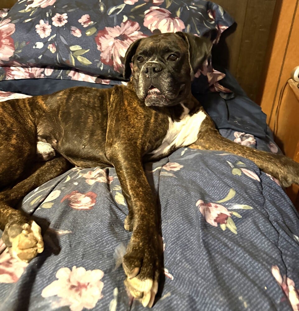 Photo of Shadow II, adoptable senior Boxer in Austin, Texas