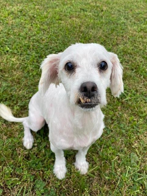 Photo of Lindon, adoptable senior Maltese in Castaic, California
