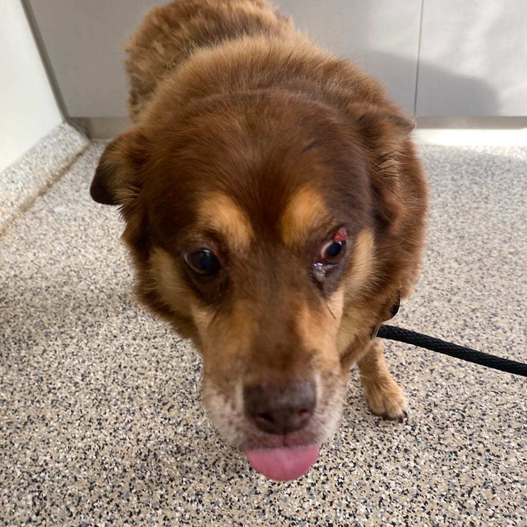 Photo of Mystic, adoptable senior Mixed Breed (Medium) in Winfield, West Virginia