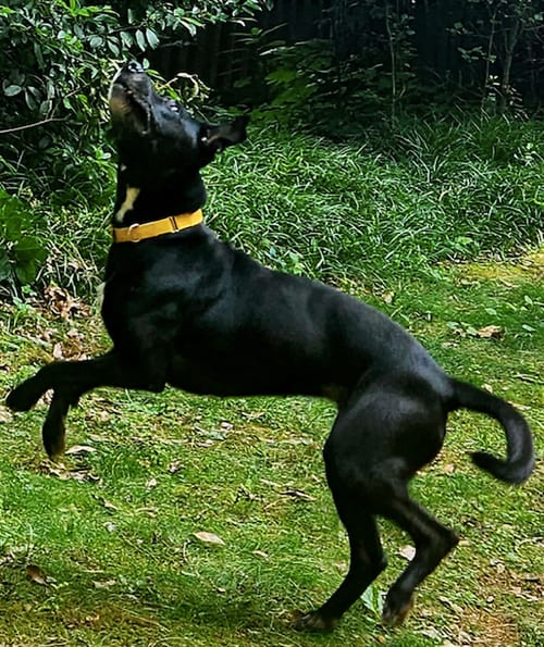 Photo of Sadie, adoptable senior Black Labrador Retriever in Atlanta, Georgia