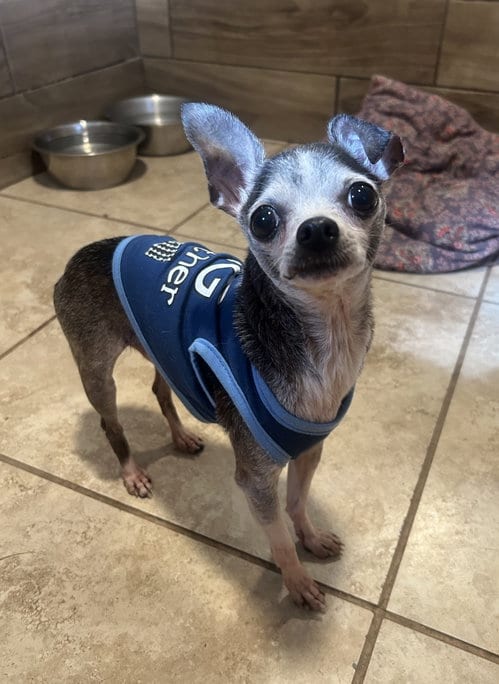 Photo of Milky Way, adoptable senior Chihuahua in Pipe Creek, Texas