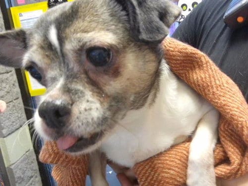 Photo of Lola, adoptable senior Chihuahua in Tulsa, Oklahoma