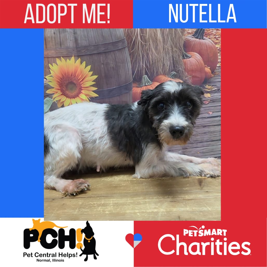 Photo of Nutella, adoptable senior Schnauzer in Normal, Illinois